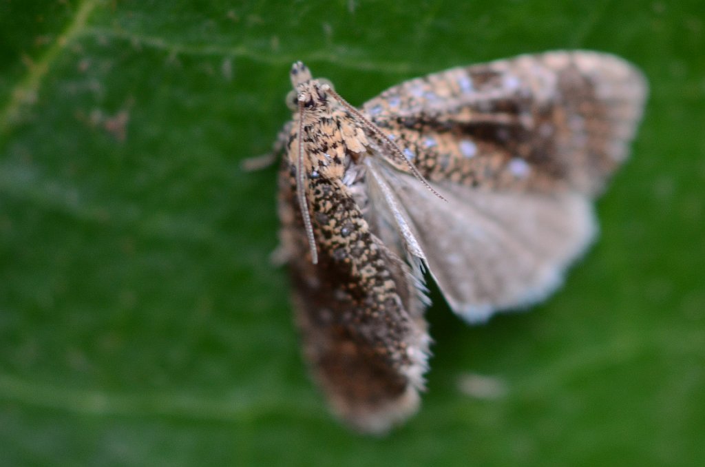 045 2013-07028621 Pointe Rok, MA.JPG - Olethrine Moth (Possibly Olethreutes coruscana. Pointe Rok Estates, MA, 7-2-2013